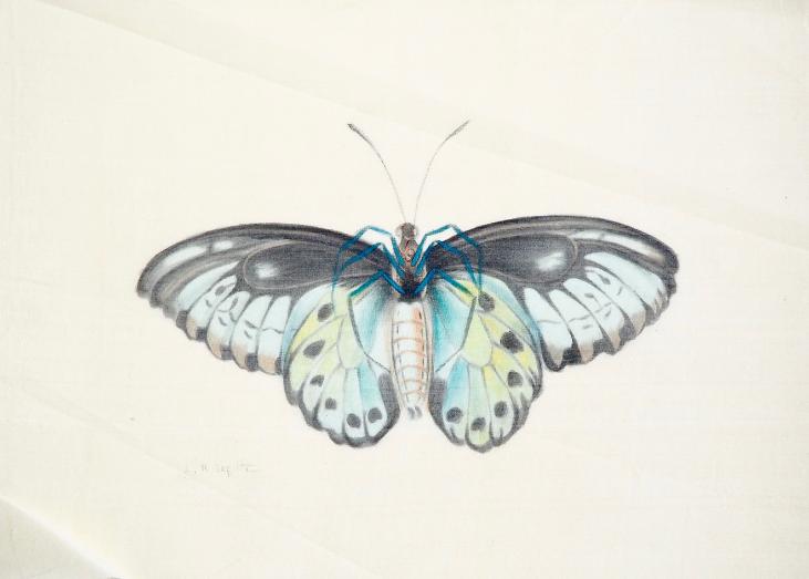 LA ROCHE LAFFITTE - Original painting - Watercolor - Butterfly 2