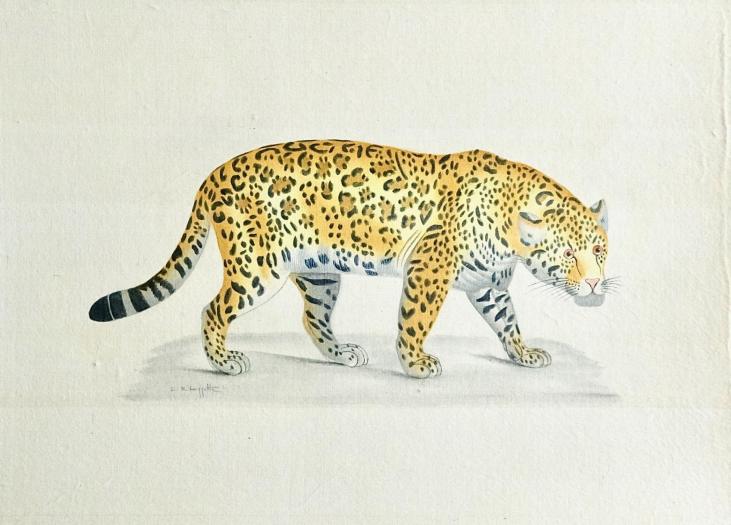 LA ROCHE LAFFITTE - Original painting - Watercolor - Panther 1