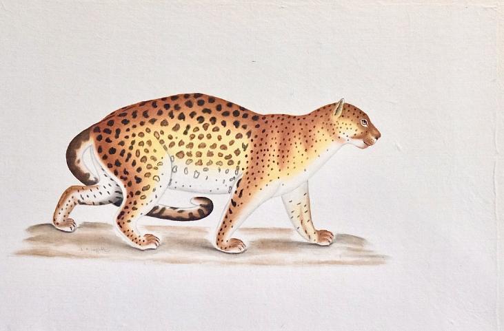 LA ROCHE LAFFITTE - Original painting - Watercolor - Leopard 1