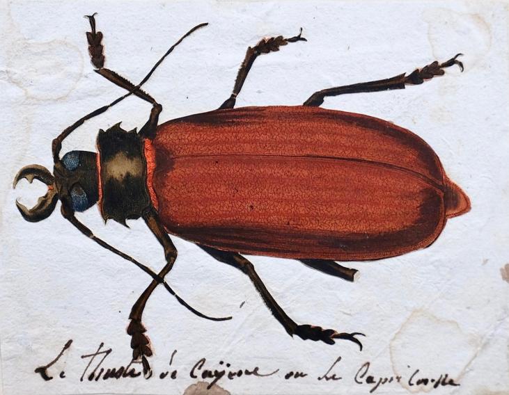 Antoine ROUX - Original painting - Watercolor - Bug