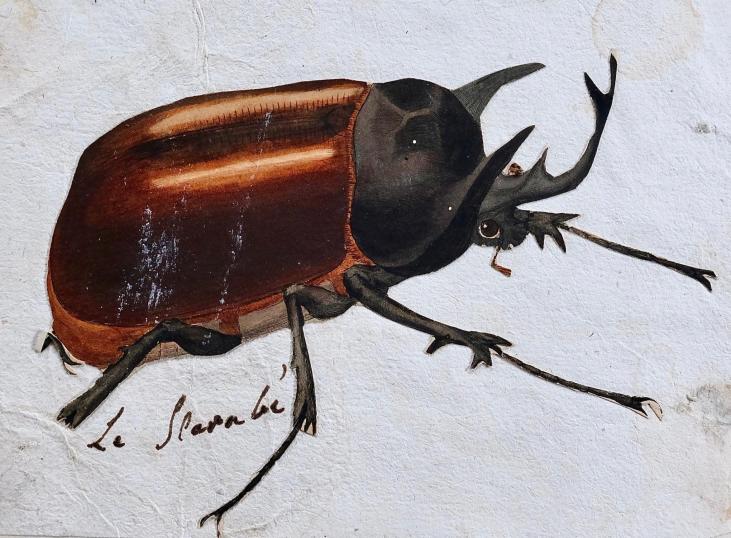 Antoine ROUX - Original painting - Watercolor - Beetle