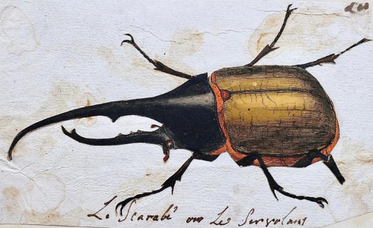 Antoine ROUX - Original painting - Watercolor - Beetle