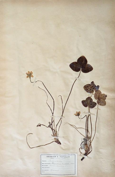 Botanical - 19th Herbarium Board - Dried plants - Ranunculaceae 17