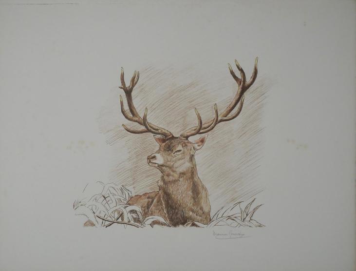 Maurice GENEVOIX - Original print - Lithograph - the deer