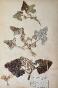 Botanical - 19th Herbarium Board - Dried plants - Cucurbits 1