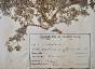Botanical - 19th Herbarium Board - Dried plants - Fumitory