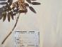 Botanical - 19th Herbarium Board - Dried plants - Mountain ash