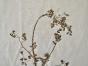 Botanical - 19th Herbarium Board - Dried plants - Fumariaceae 5
