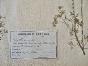 Botanical - 19th Herbarium Board - Dried plants - Fumariaceae 6
