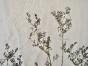 Botanical - 19th Herbarium Board - Dried plants - Fumariaceae 6