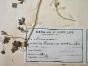 Botanical - 19th Herbarium Board - Dried plants - Fumariaceae 7