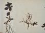 Botanical - 19th Herbarium Board - Dried plants - Water-purslane