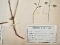 Botanical - 19th Herbarium Board - Dried plants - Circaea alpina