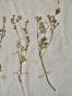 Botanical - 19th Herbarium Board - Dried plants - Fumariaceae 8