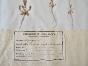 Botanical - 19th Herbarium Board - Dried plants - Papaveraceae 3