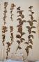 Botanical - 19th Herbarium Board - Dried plants - Cherry tree St Lucia