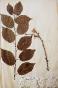 Botanical - 19th Herbarium Board - Dried plants - Cherry and Almond