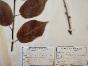 Botanical - 19th Herbarium Board - Dried plants - Cherry and Almond