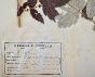 Botanical - 19th Herbarium Board - Dried plants - Queen of the meadows