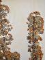 Botanical - 19th Herbarium Board - Dried plants - Hawthorn