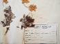 Botanical - 19th Herbarium Board - Dried plants -  Rosaceae 2