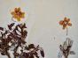 Botanical - 19th Herbarium Board - Dried plants -  Rosaceae 2