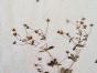 Botanical - 19th Herbarium Board - Dried plants - Rosaceae and Straight leaf