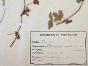 Botanical - 19th Herbarium Board - Dried plants - Rosaceae and Straight leaf
