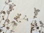 Botanical - 19th Herbarium Board - Dried plants -  Rosaceae 4
