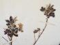 Botanical - 19th Herbarium Board - Dried plants -  Rosaceae 6