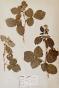 Botanical - 19th Herbarium Board - Dried plants -  Rosaceae 8