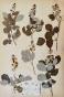 Botanical - 19th Herbarium Board - Dried plants -  Rosaceae 10