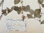 Botanical - 19th Herbarium Board - Dried plants -  Rosaceae 9