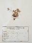 Botanical - 19th Herbarium Board - Dried plants -  Rosaceae 5