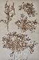 Botanical - 19th Herbarium Board - Dried plants - Fumitory