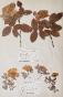 Botanical - 19th Herbarium Board - Dried plants - Provins rose and nasturtium