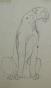 Janine JANET - Original drawing - Pencil - Feline study 3