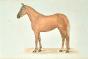 La Roche LAFFITTE - Original painting - Watercolor - Horse 1