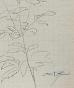 Auguste ROUBILLE - Original drawing - Pencil - Flower 1