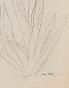 Auguste ROUBILLE - Original drawing - Pencil - Iris 1