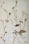 Botanical - 19th Herbarium Board - Dried plants - Ranunculaceae 1