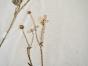 Botanical - 19th Herbarium Board - Dried plants - Ranunculaceae 1
