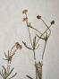 Botanical - 19th Herbarium Board - Dried plants - Ranunculaceae 4