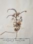 Botanical - 19th Herbarium Board - Dried plants - Ranunculaceae 7