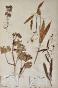 Botanical - 19th Herbarium Board - Dried plants - Ranunculaceae 8