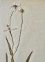 Botanical - 19th Herbarium Board - Dried plants - Ranunculaceae 9