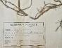 Botanical - 19th Herbarium Board - Dried plants - Ranunculaceae 10