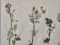 Botanical - 19th Herbarium Board - Dried plants - Ranunculaceae 11