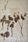 Botanical - 19th Herbarium Board - Dried plants - Water marigolds Ranunculaceae