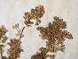 Botanical - 19th Herbarium Board - Dried plants - Drop of blood